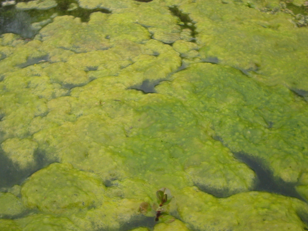Скопление нитчатой водоросли спирогиры в водоёме