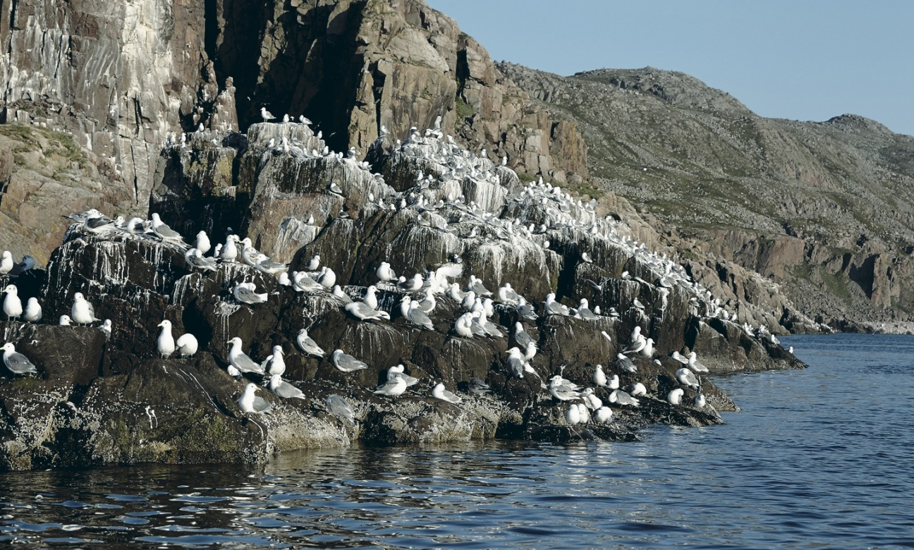 Массовые гнездовья морских колониальных птиц