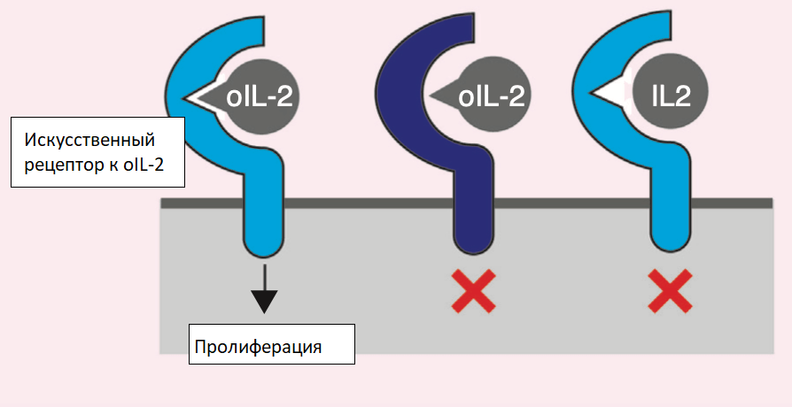 Ортогональная пара цитокина и рецептора
