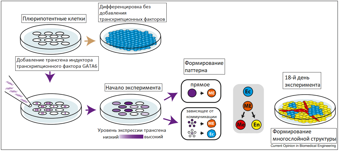 Увеличение сложности клеточного состава при дифференцировке стволовых клеток