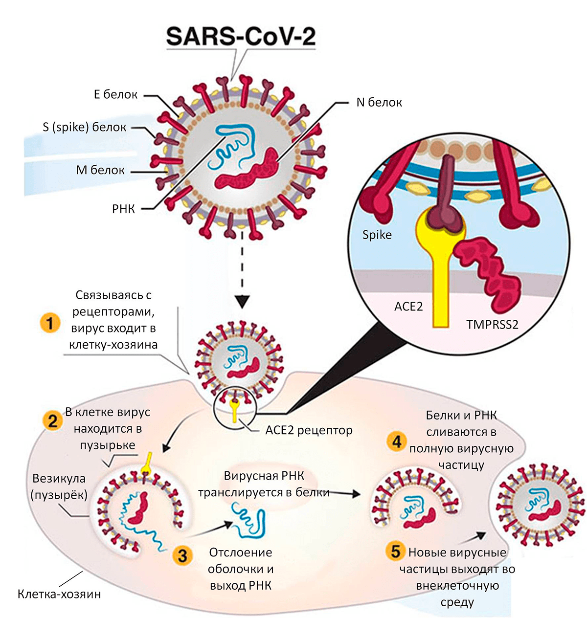 Жизненный цикл SARS-CoV-2