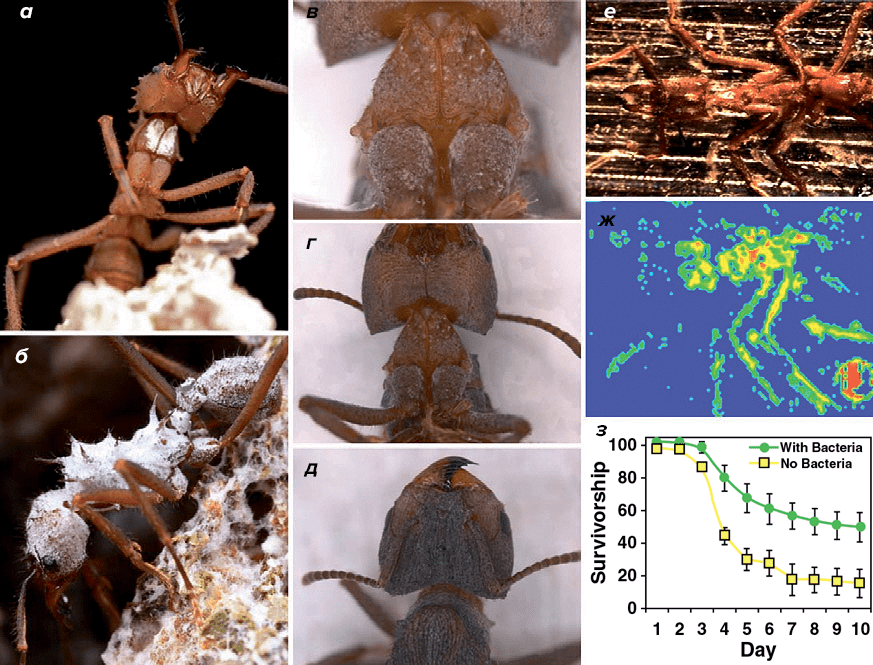 Симбиотические отношения между муравьями-листорезами и актинобактериями