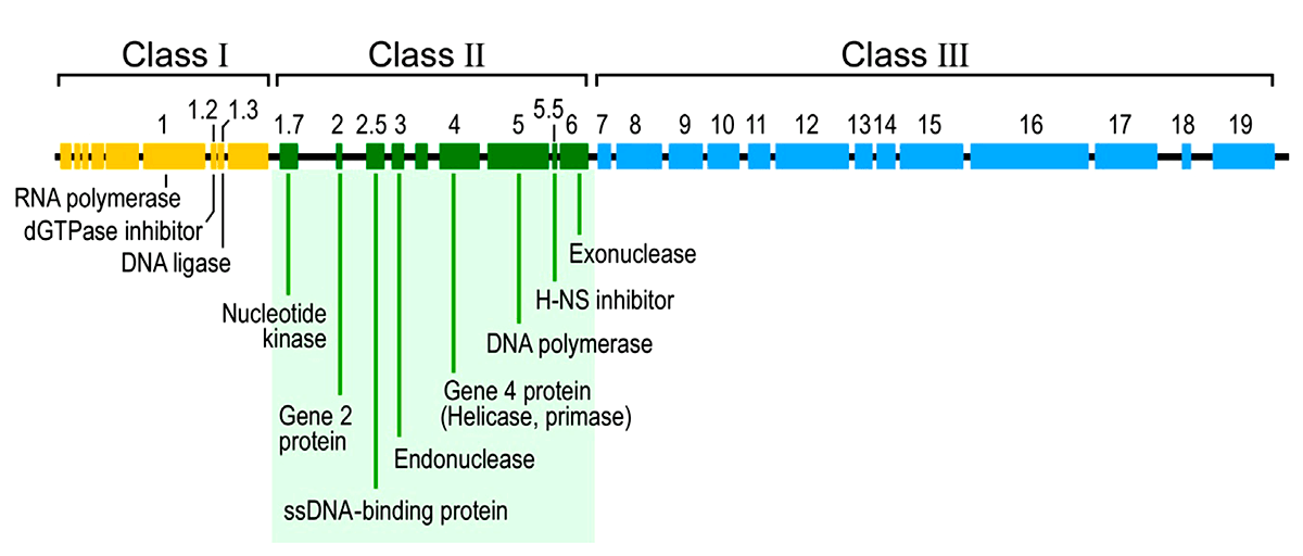 Геномная карта бактериофага Т7