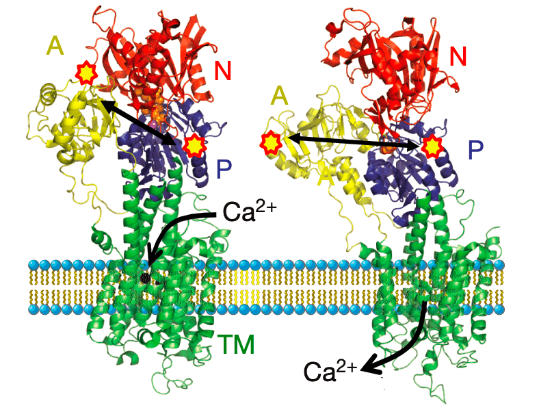 Кристаллографическая модель Ca-АТФ-синтазы