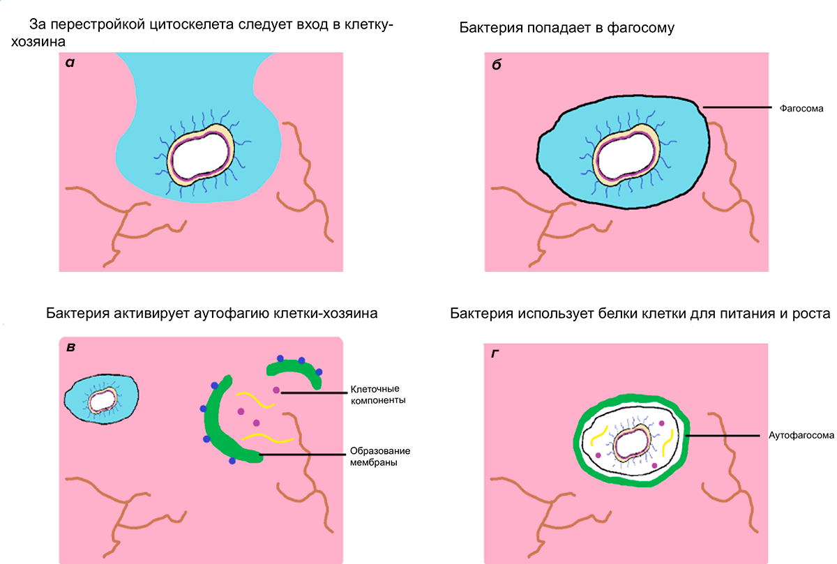 Porphyromonas gingivalis проникает в клетку