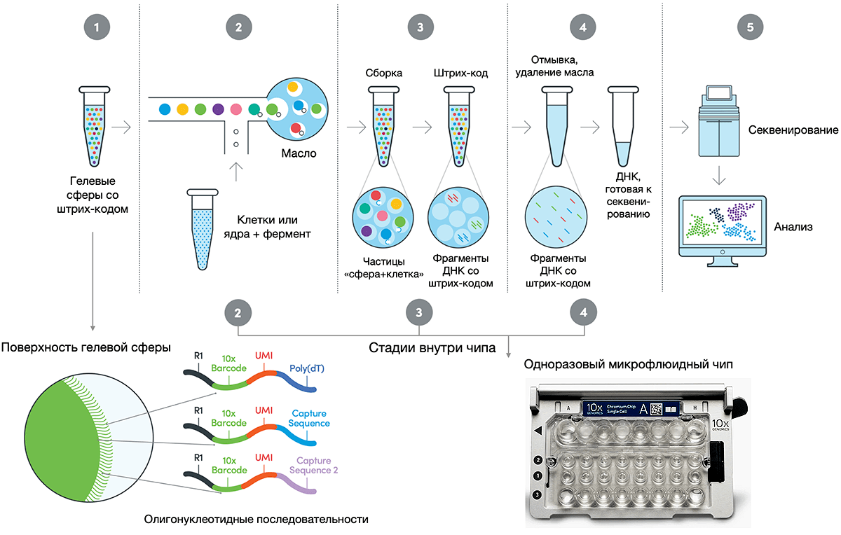 Схема анализа транскриптома единичных клеток