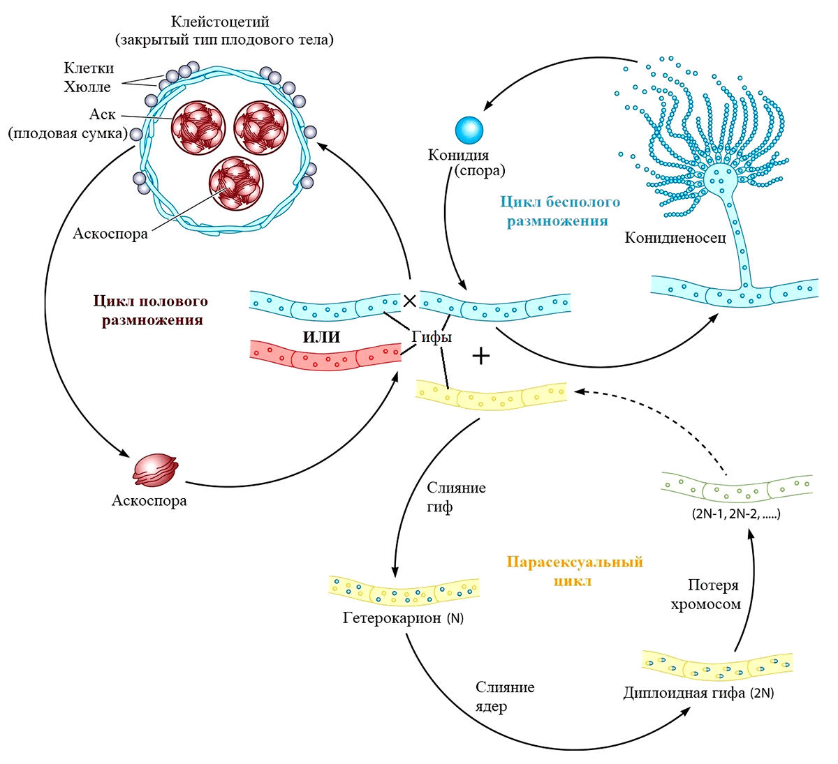 Половой, бесполый и парасексуальный циклы размножения аспергиллов