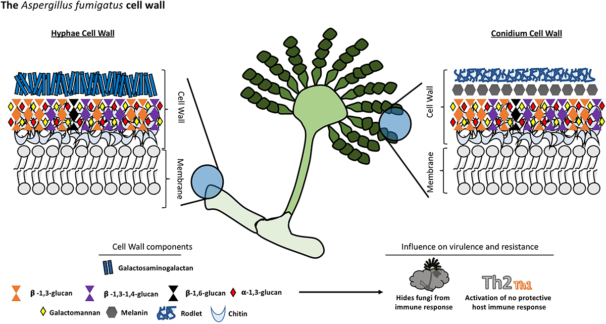 Структура клеточной стенки конидий и гиф Aspergillus