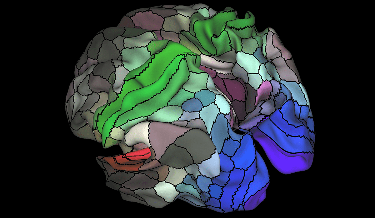 Карта коры головного мозга
