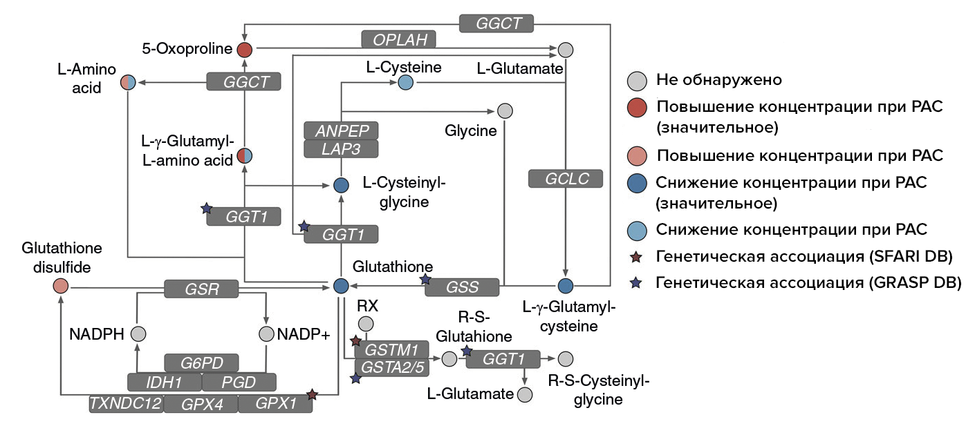 Упрощенное схематическое изображение пути метаболизма глутатиона