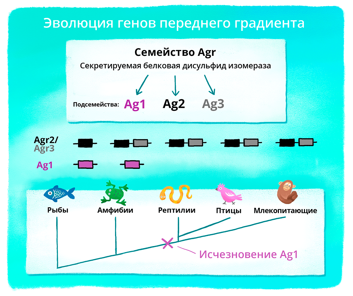 Гены из группы Agr