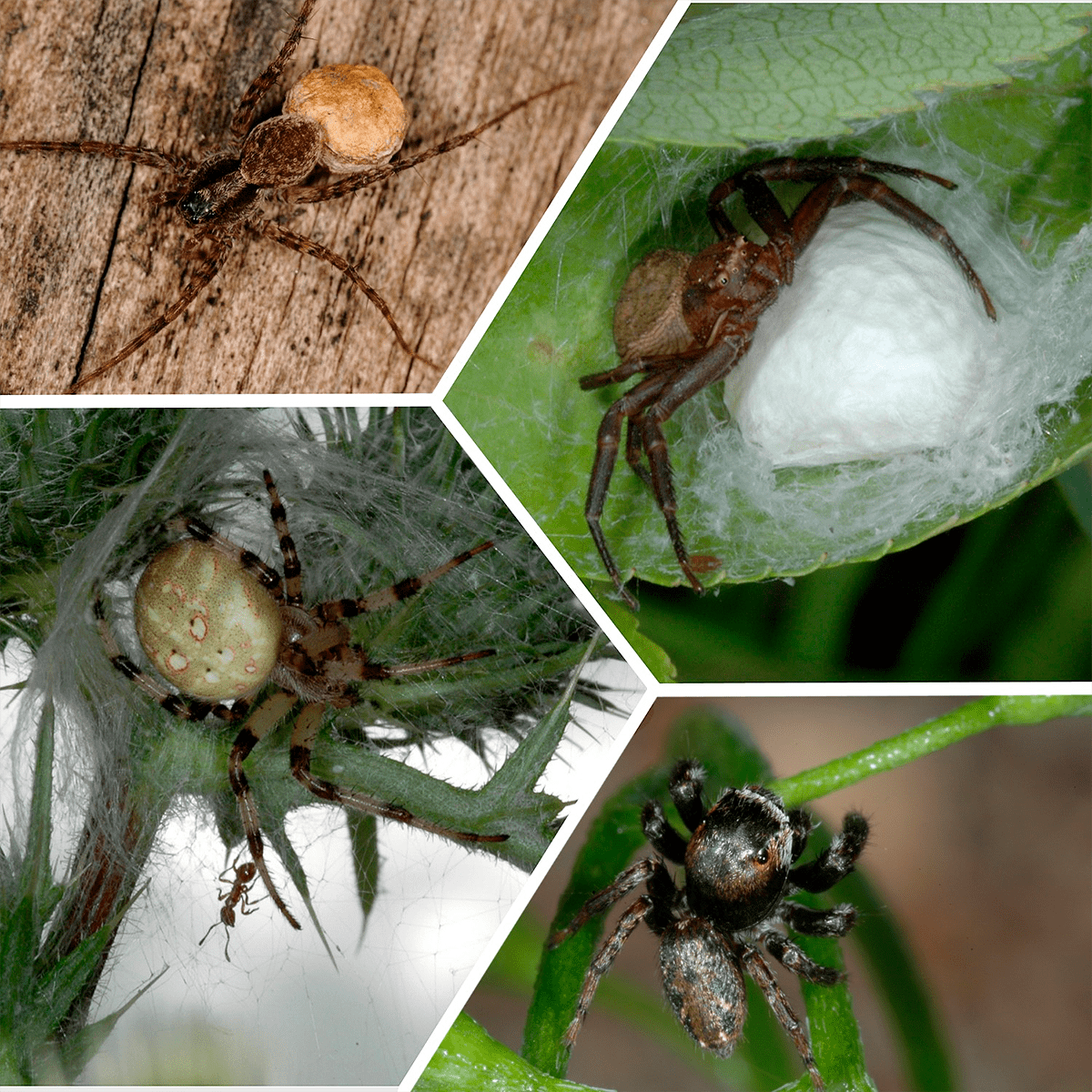 Разнообразие мира пауков