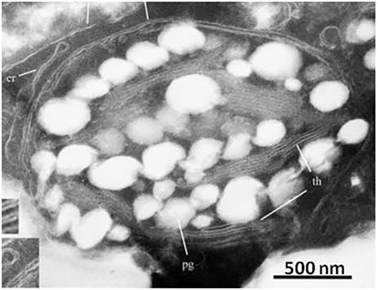 Фотография хлоропласта кипариса
