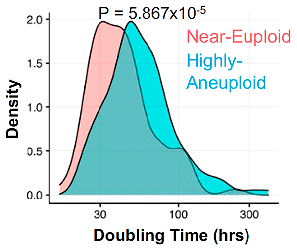 Время удвоения для анеуплоидных клеток выше, чем для эуплоидных