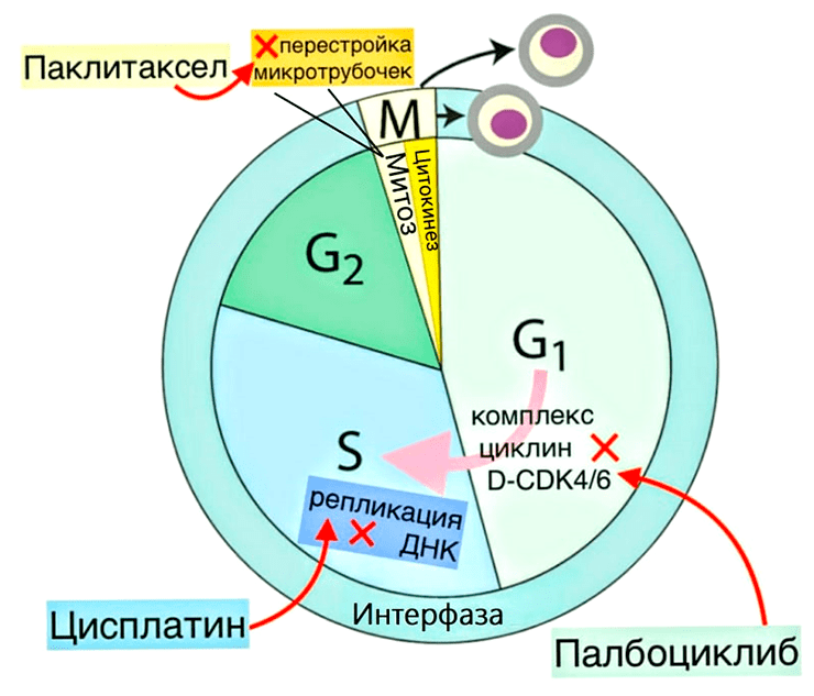 Схема клеточного цикла