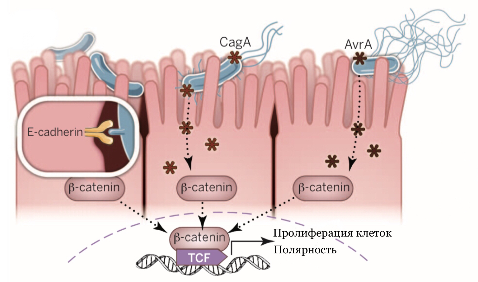 Механизмы активации пути Wnt/β-катенин бактериями
