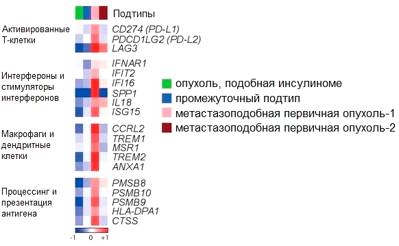 Тепловая карта, отображающая уровни экспрессии 19 идентифицированных иммунных генов в нейроэндокринных опухолях поджелудочной железы