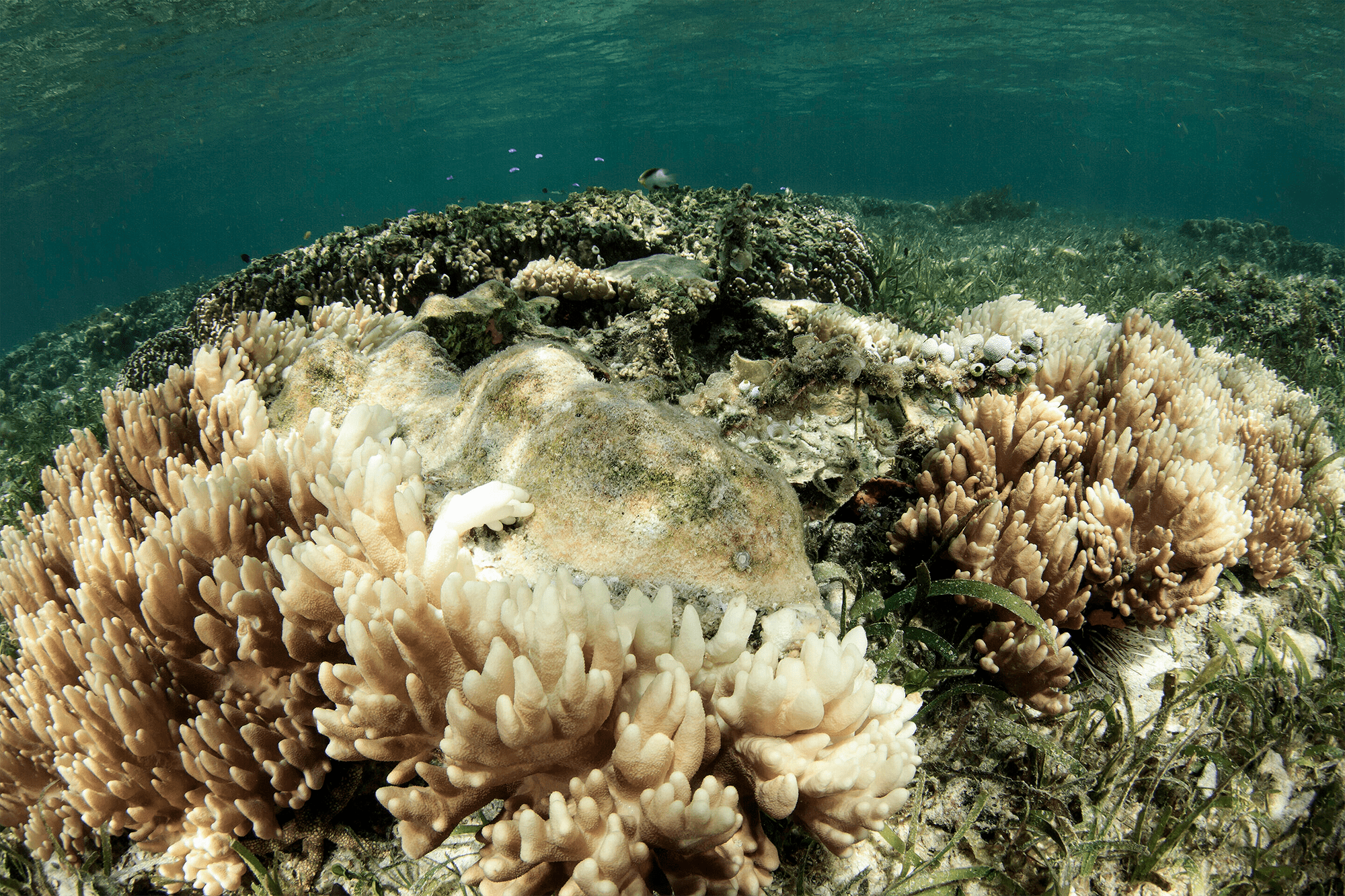 Обесцвечивание кораллов