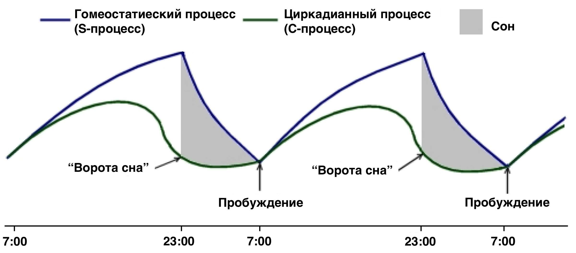 Двухкомпонентная модель регуляции сна