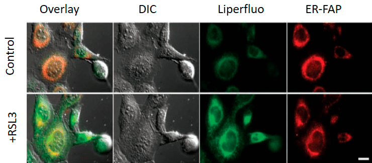 Снимок конфокальной микроскопии эмбриональных фибробластов мыши