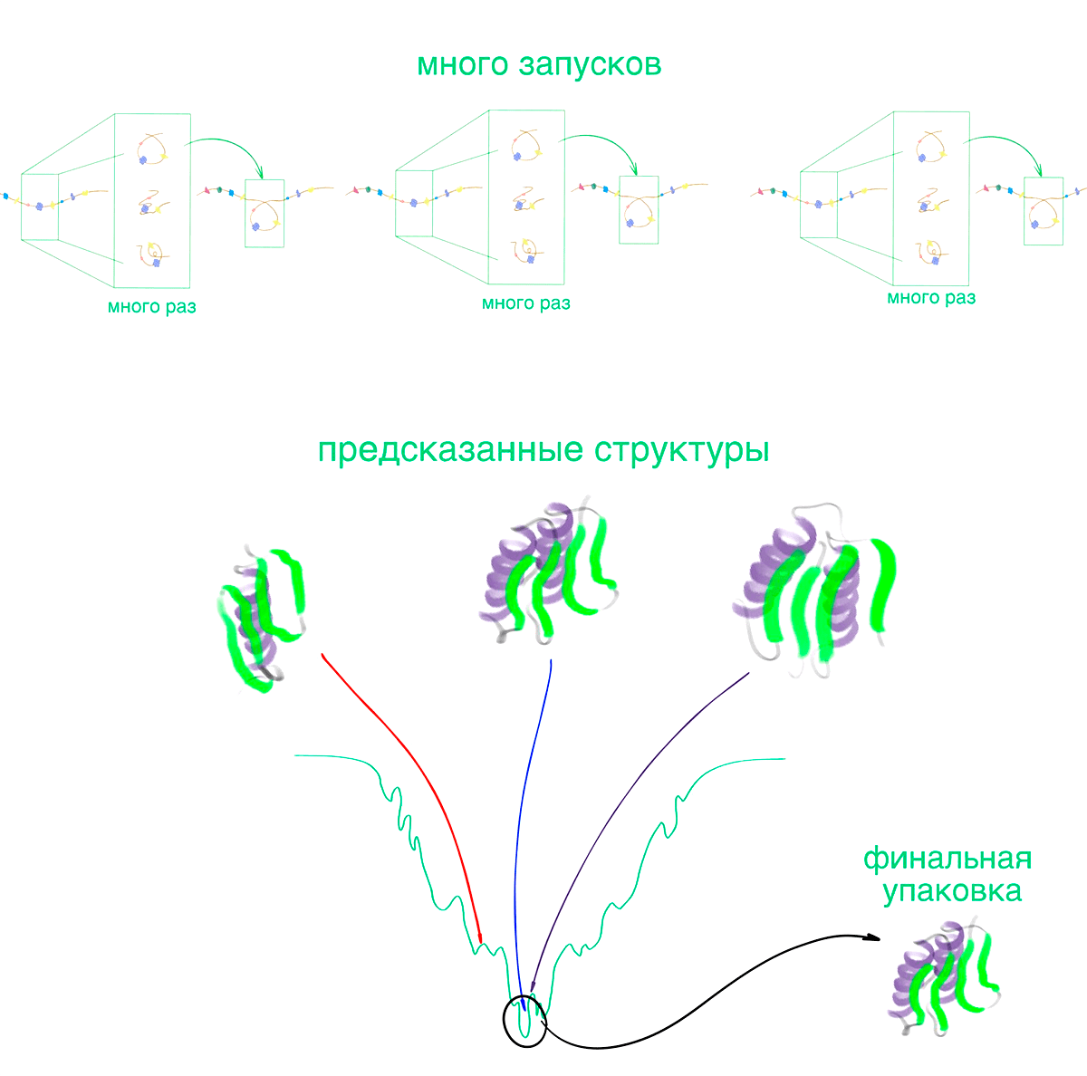 Конструкторское бюро белков