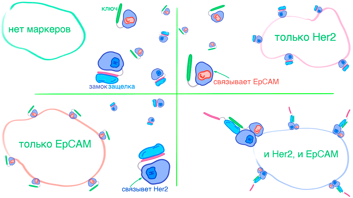 Поиск клеток по сочетанию маркеров