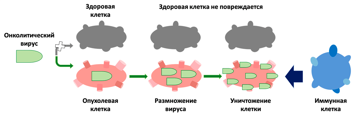 Схема действия онколитического вируса