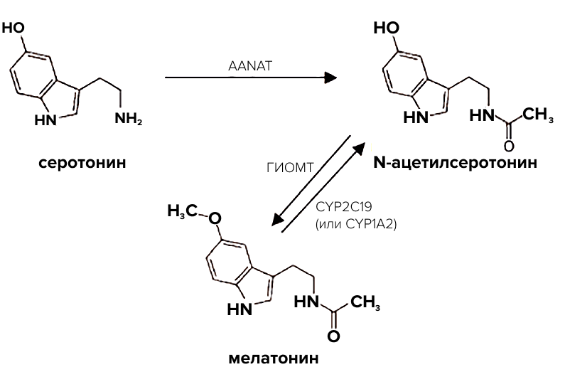 Схема синтеза мелатонина