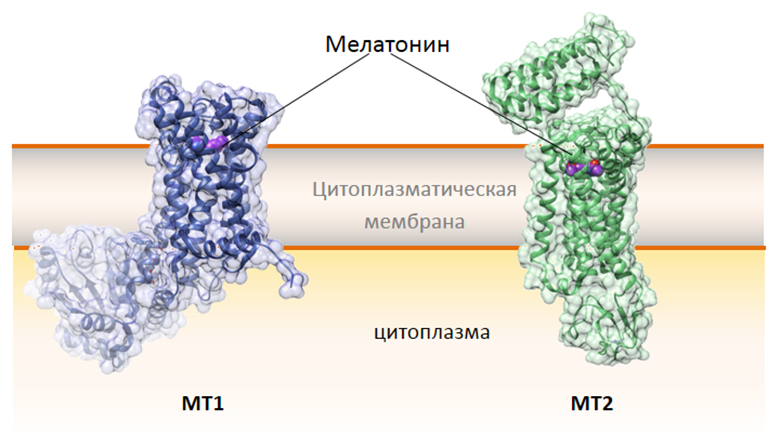 Структура рецепторов мелатонина