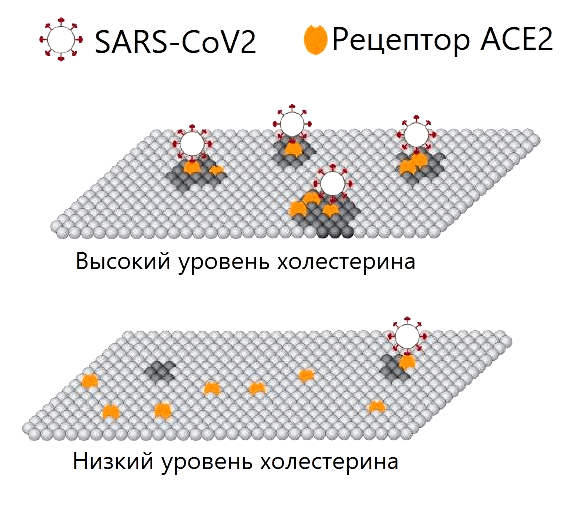 Модель взаимодействий SARS-CoV-2 с его рецептором ACE2