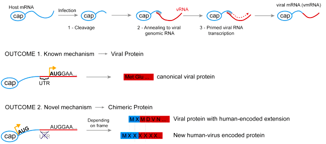 Вот так получаются химерные вирусные РНК