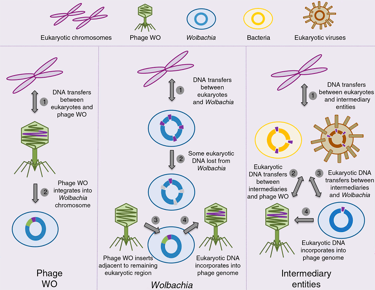 Модель горизонтального переноса генов между эукариотами и бактериофагами