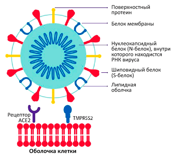 Механизм связи коронавируса и клетки