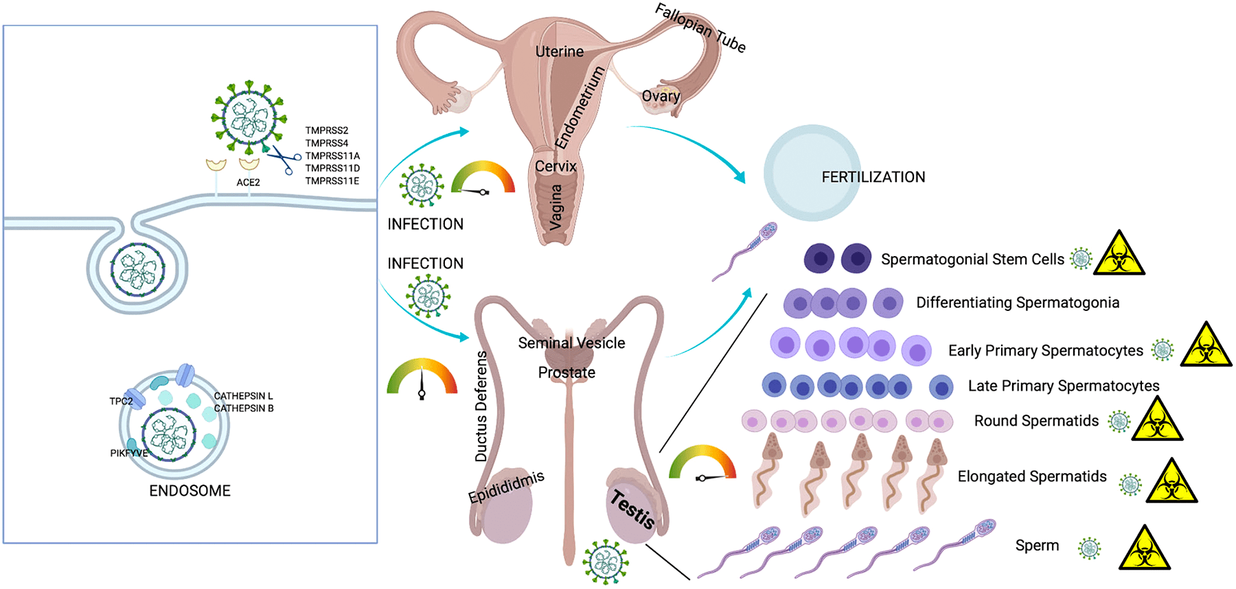 Инфекция SARS-CoV-2 и репродуктивная система
