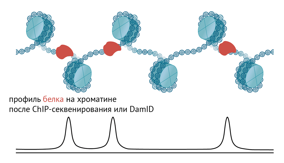 Профиль белка на хроматине
