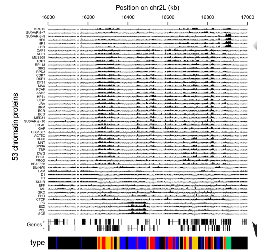 53 профиля белков на хроматине после Dam-метилирования