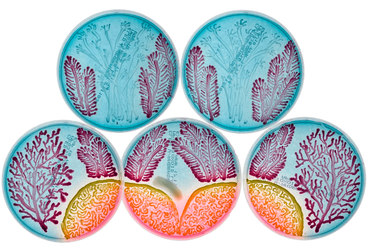 Картина, нарисованная на чашках Петри колониями бактерий