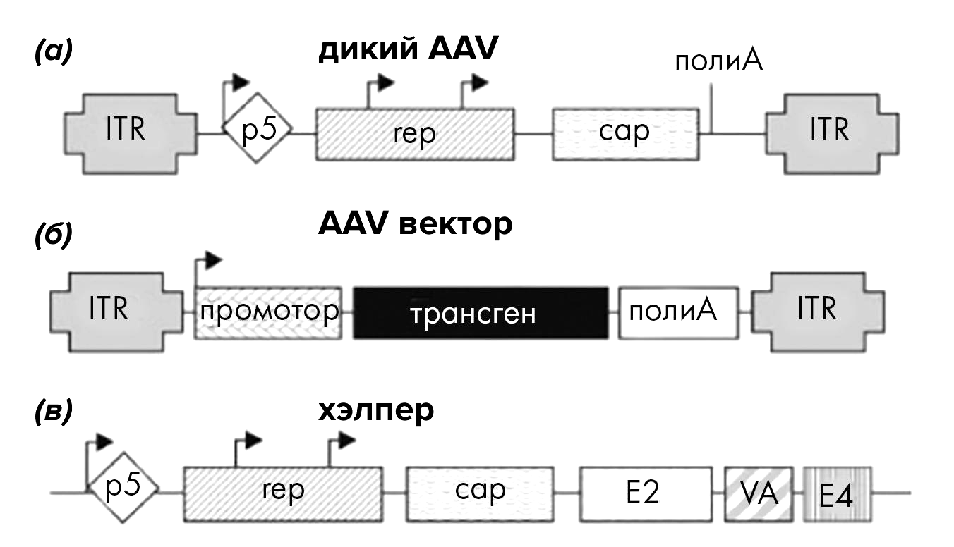 Сравнение генетических последовательностей AAV