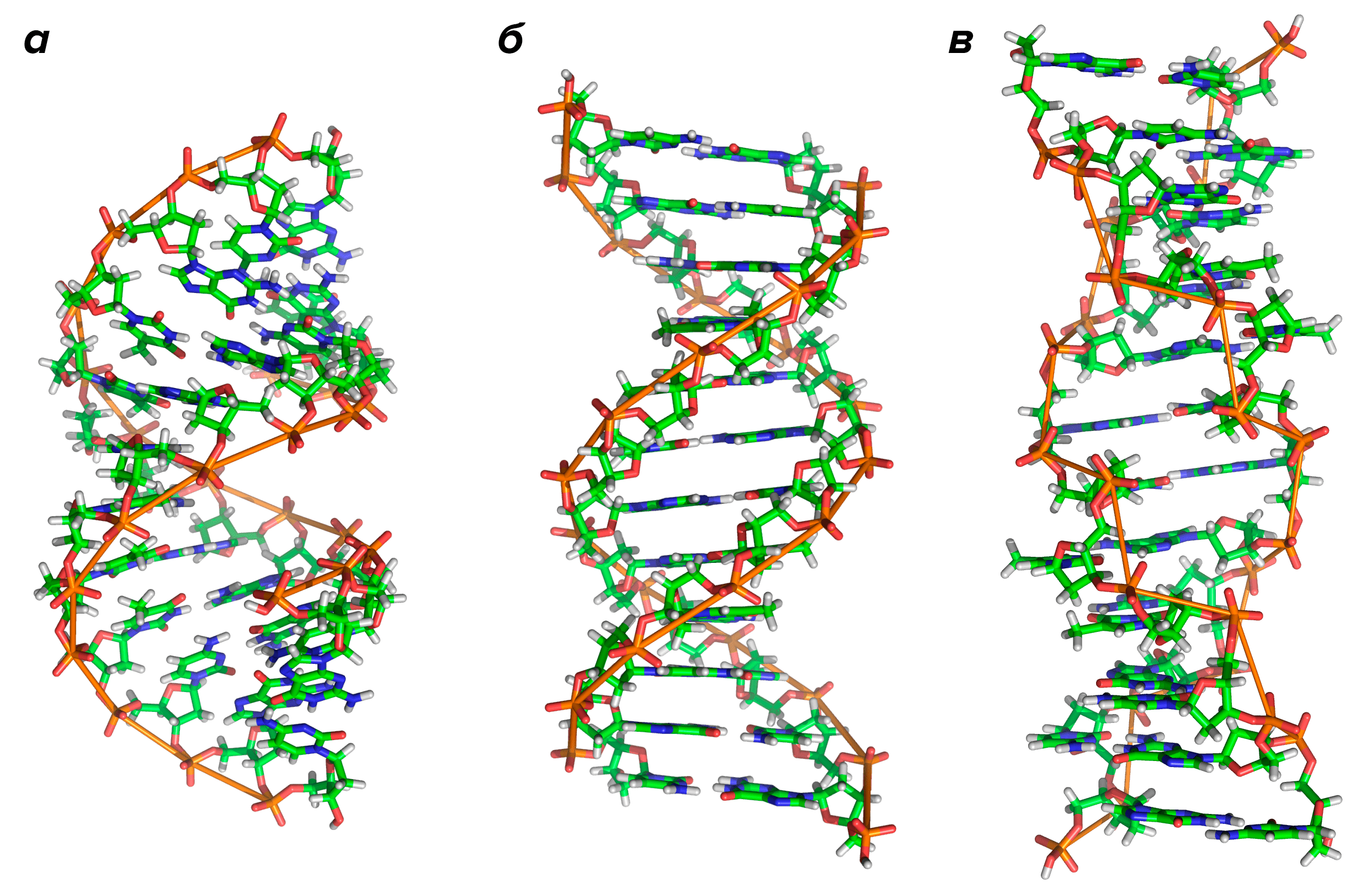 Три основные формы ДНК