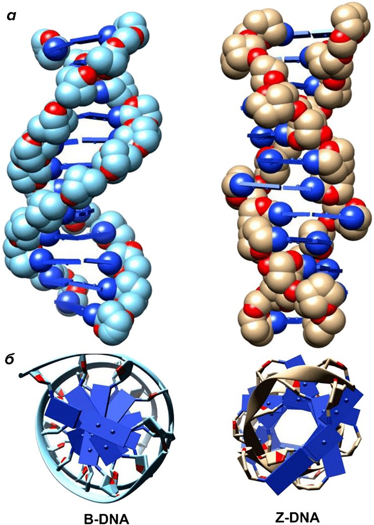 Сравнение B- и Z-ДНК