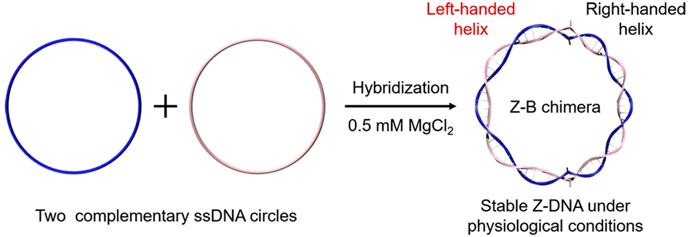 Схема получения Z-ДНК, стабильной в клеточных условиях