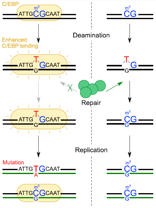 Предложенная модель фиксации мутаций ([C>T]G)