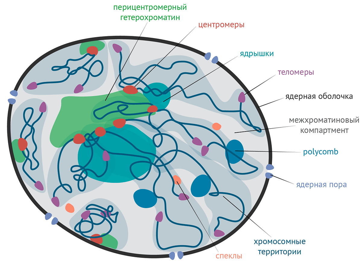 Схема клеточного ядра с хроматиновыми доменами