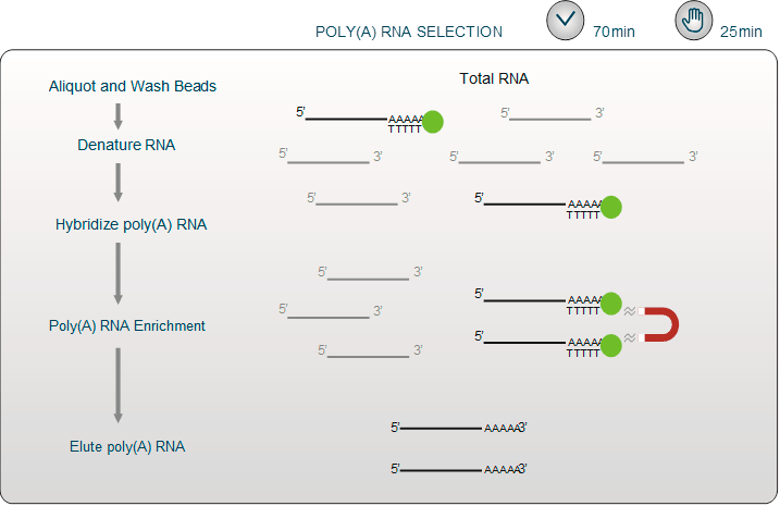 Poly(A) RNA Selection Kit V1.5