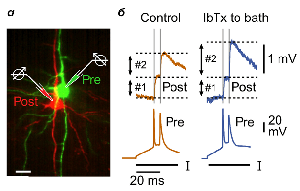 Активация калиевых BK-каналов регулирует синаптическую передачу сигнала