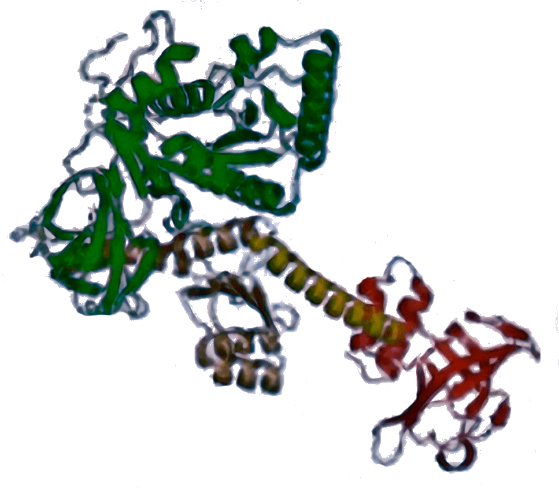 Синтез белка в растениях