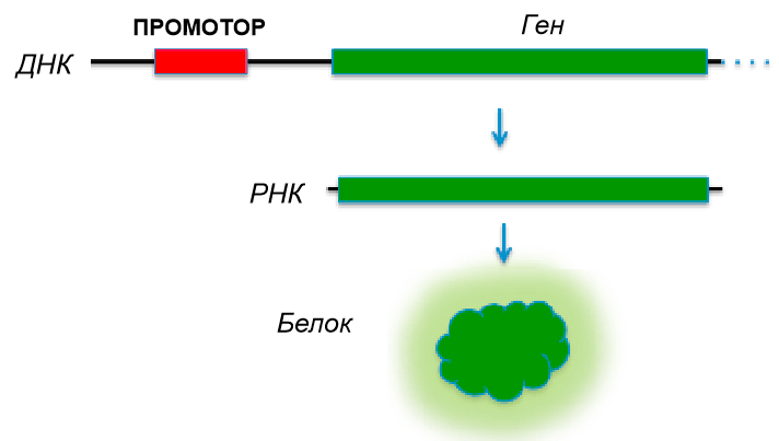 Схематическое изображение процесса экспрессии гена