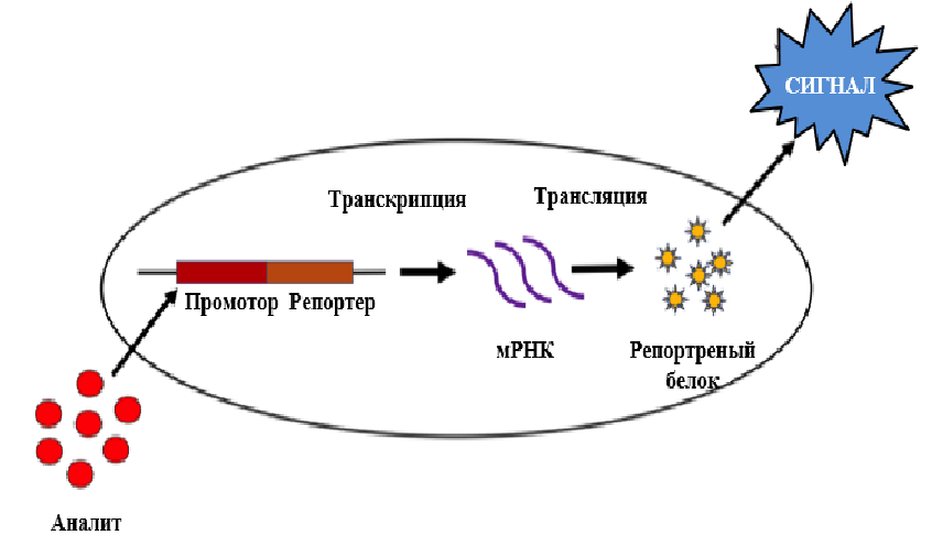 Упрощенная схема принципа действия биосенсора на основе модифицированных клеток
