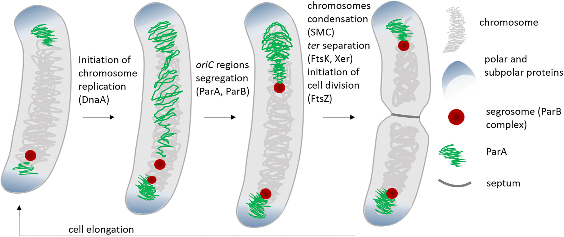 Разделение дочерних хромосом системой ParABS