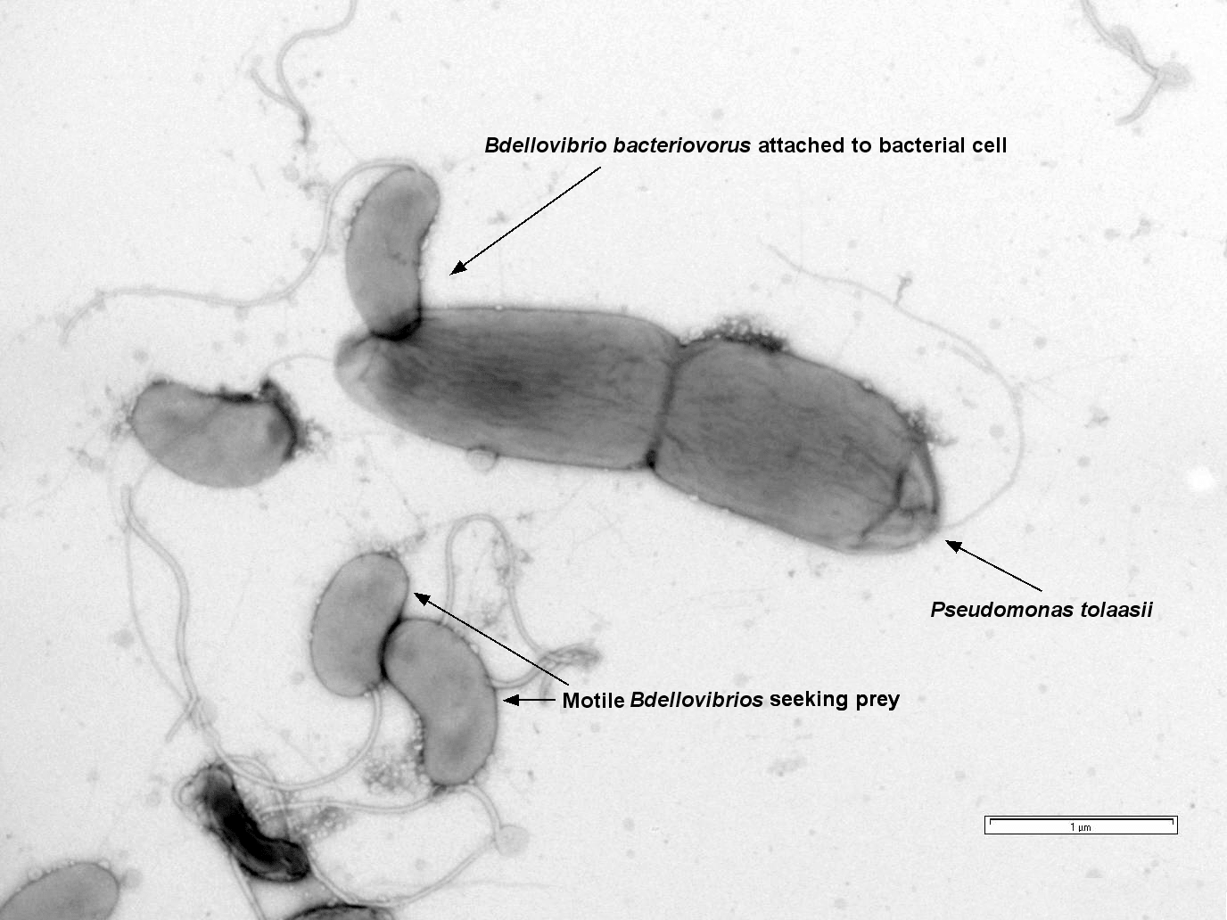 Bdellovibrio атакуют клетки грамотрицательной бактерии